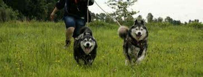 Alaska Hunde- Und Welpenrettung. Helfen, Ein Zuhause Für Immer Zu Finden