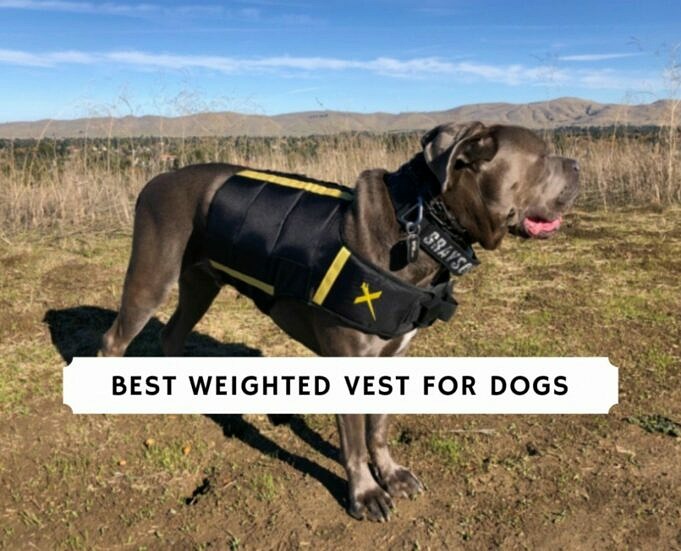 Die Besten Hundefutter 2021 Für Basset Hounds - Bewertungen Und Top-Picks