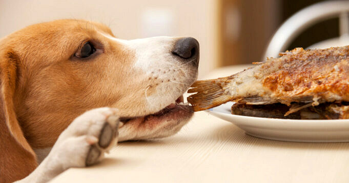 Dürfen Hunde Fischstäbchen Essen?