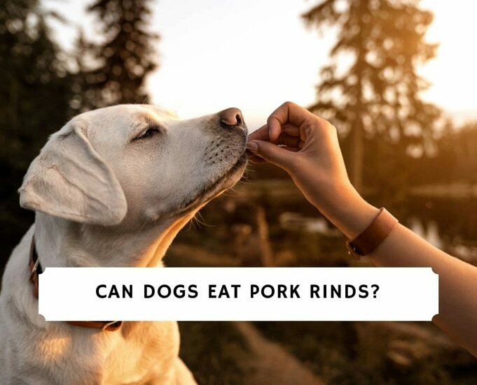 Dürfen Hunde Hummus Essen? Vermeiden Sie Es Besser