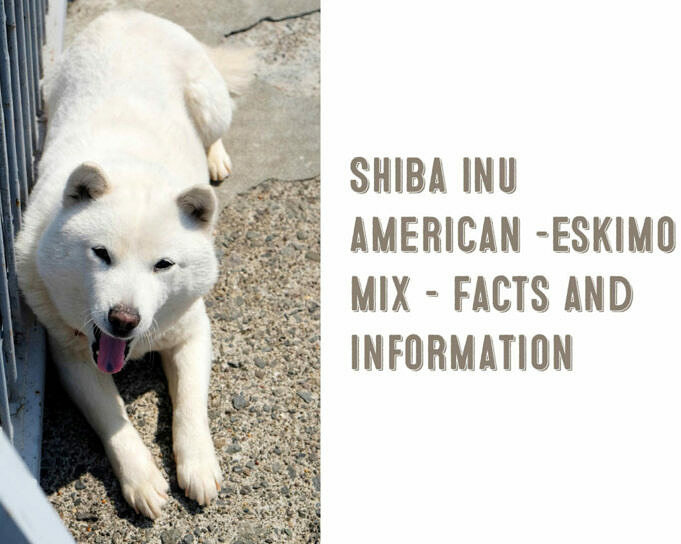 Imo-Inu American Eskimo & Shiba Inu Mix Info, Bilder, Persönlichkeit