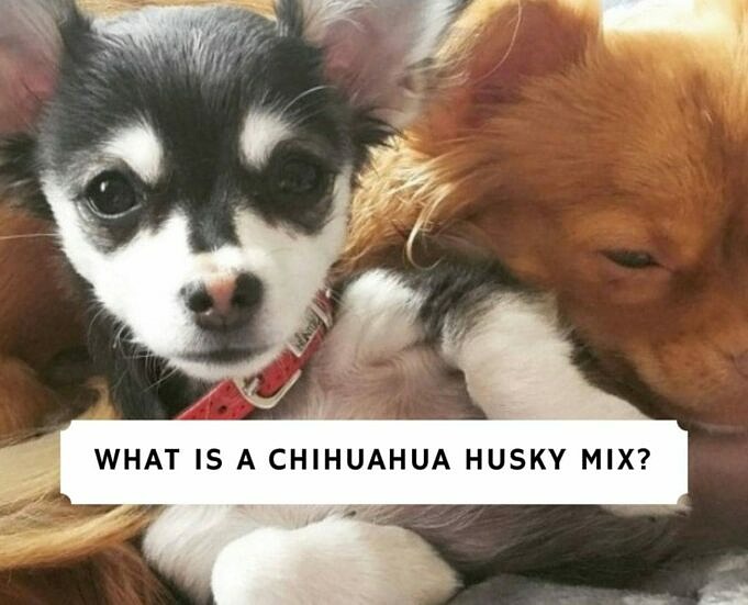 Sind Chihuahuas Hypoallergen? Was Du Wissen Musst!