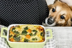 Was sind die gesundheitlichen Probleme bei der Ftterung Ihres Hundes mit Lasagne
