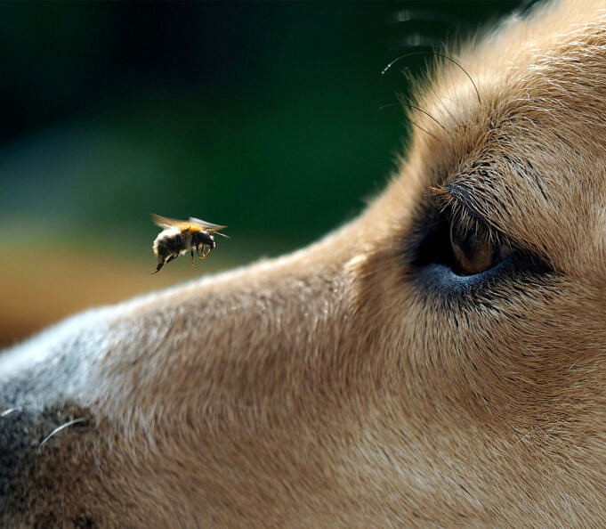 Wie Helfe Ich Meinem Hund, Der Eine Biene Gefressen Hat?